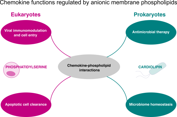 Graphic explaining Chemokine-phospholipid interactions