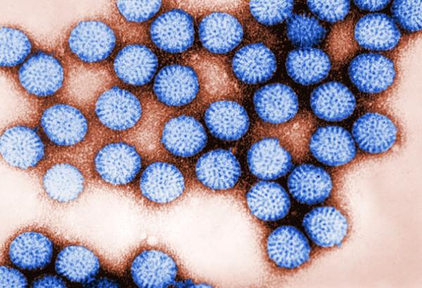 Image of rotavirus