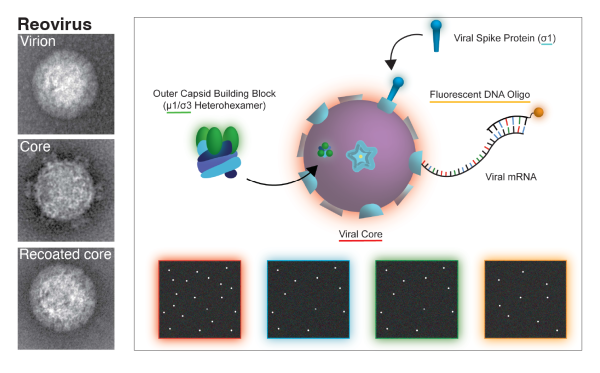 HBc-based virus-like particle assembly from inclusion bodies using  2-methyl-2, 4-pentanediol - ScienceDirect