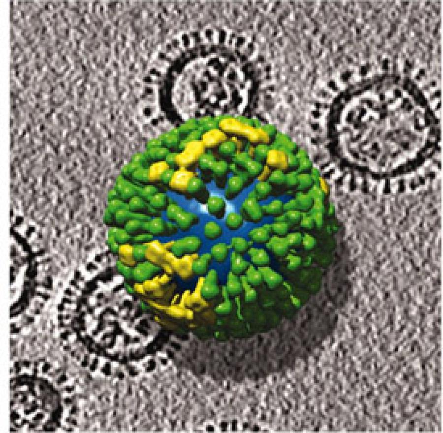 Influenza virus particles