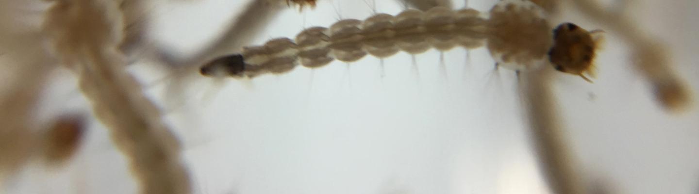 Aedes aegypti mosquito larvae