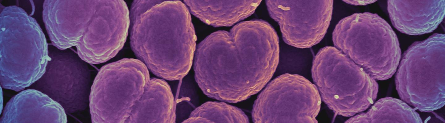 Neisseria gonorrhoeae bacteria