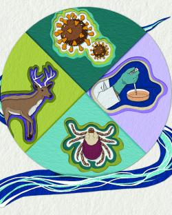 An illustration of a circle divided into four quadrants that contain drawings of viruses, a petri dish, a tick, and a deer.