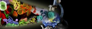 a collage of cells, a microscope, globe, and hands