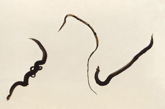 Magnified image of Schistosoma mansoni trematodes