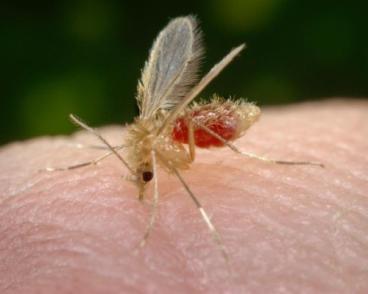 This photograph depicts a Phlebotomus papatasi sand fly, which had landed atop the skin surface of the photographer, who’d volunteered himself as host for this specimen’s blood meal.