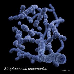 Strep. pneumoniae bacteria