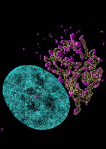 Fluorescent microscope image of La Crosse virus in purple in the Golgi before leaving the neuron. The natural compound Rottlerin prevents virus from leaving the Golgi and prevents spread to other neurons.