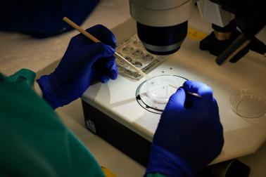 Mosquito dissection under microscope