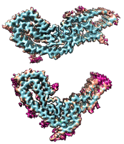 The top image shows a hamster prion; the lower image a mouse prion. These cross-sectional “mugshots” of prion strains show their overall structural similarities, but also their many different details. Each provides a distinct template for prion growth.
