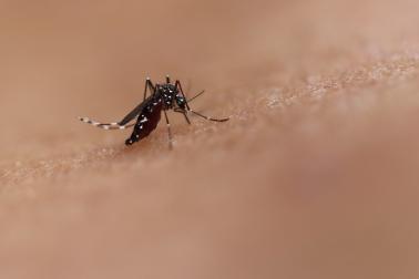 This image shows a photo of an Aedes mosquito feeding. This species can transmit diseases such as chikungunya, dengue and Zika.