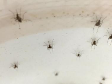 Aedes mosquitoes