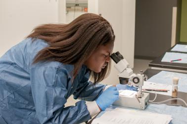 A HISTEP student checks the eye color or her fruit flies during a genetics experiment.