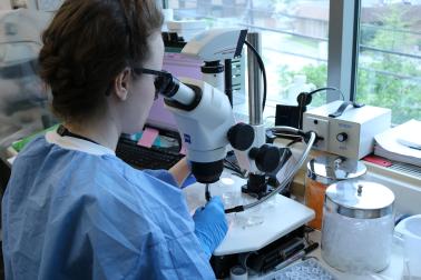 researcher uses a dissecting microscope