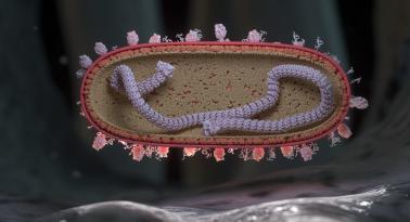 Respiratory syncytial virus (RSV) in cross-section landing on the surface of a human respiratory endothelial cell. Single stranded RNA (colorized purple) is shown wrapped around a nuclear protein core capped by large L proteins.