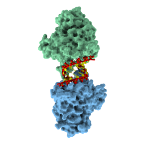 Image showing two molecules of restriction factor APOBEC3H