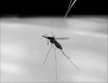 Anopheles gambiae mosquito