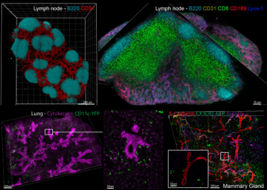 3D reconstruction of lymph node, lung and mammary gland