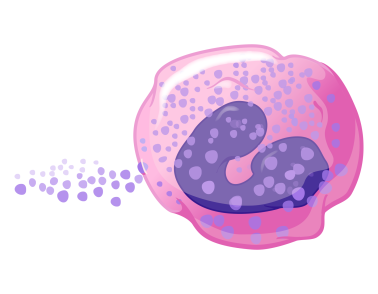 Illustration of an eosinophil