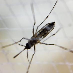 Female Aedes mosquito