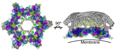 Cryoelectron microscopy structures of Nef and Arf1-bound AP-1