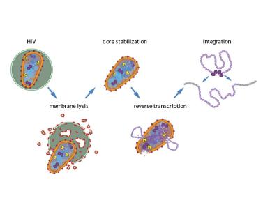 Illustration of steps taken make HIV reverse transcription and integration happen in a test tube