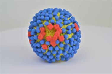 A plastic model of a spherical influenza virus