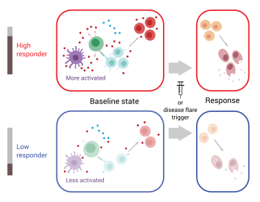 Top row of graphic labeled "High responder" shows a panel (left) of intensely colored cartoon immune cells producing many chemicals and a panel (right) depicting a robust immune response after a vaccine or disease flare. Bottom “low responder” row show a panel (left) of weakly colored cartoon immune cells producing few chemicals and a panel (right) depicting a weak immune response. 