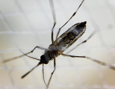 Image of a female Aedes mosquito.