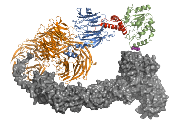 X-ray crystal structure of HIV-1