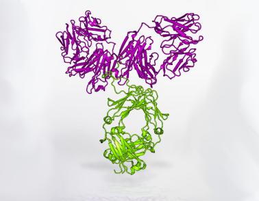 Model of the VRC01 antibody