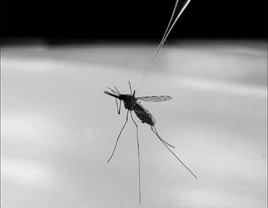 Photo of annopheles gambiae mosquito being injected with hemolymph for malaria study