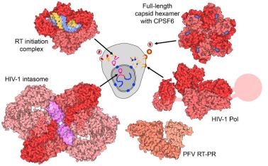Illustration of major HIV interactions targeted by HIVE Center
