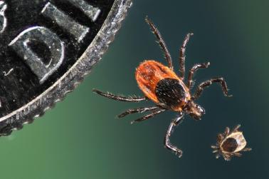 An adult and juvenile deer tick