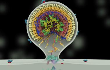 Image showing how a budding HIV particle