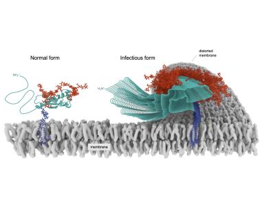 Normal form of the prion protein shown tethered to a cell membrane