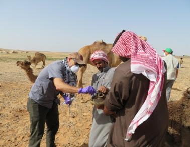 Photo: NIAID’s Dr. Vincent Munster swabs the nose of a dromedary camel to test the sample for MERS coronavirus.