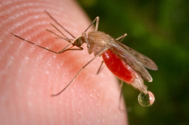 Mosquito feeding off a person's finger.