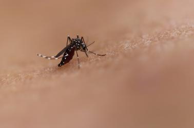 Photo of Aedes mosquito