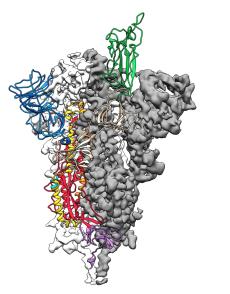The atomic-level structure of the SARS-CoV-2 spike protein in its prefusion conformation. The receptor binding domain, the part of the spike that binds to the host cell, is colored green.