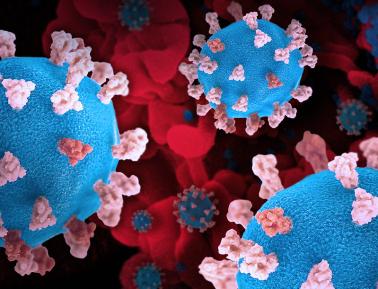 Rendition of SARS-CoV-2, displaying 3D prints of virus particles (colorized blue and pink; the blue virus surface is covered with pink spike proteins that enable the virus to enter and infect human cells), and a background image that is a colorized scanning electron micrograph of a cell (red) infected with the Omicron strain of the virus (blue)