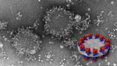 EM of spiked nanodiscs and schematic model of nanodisc