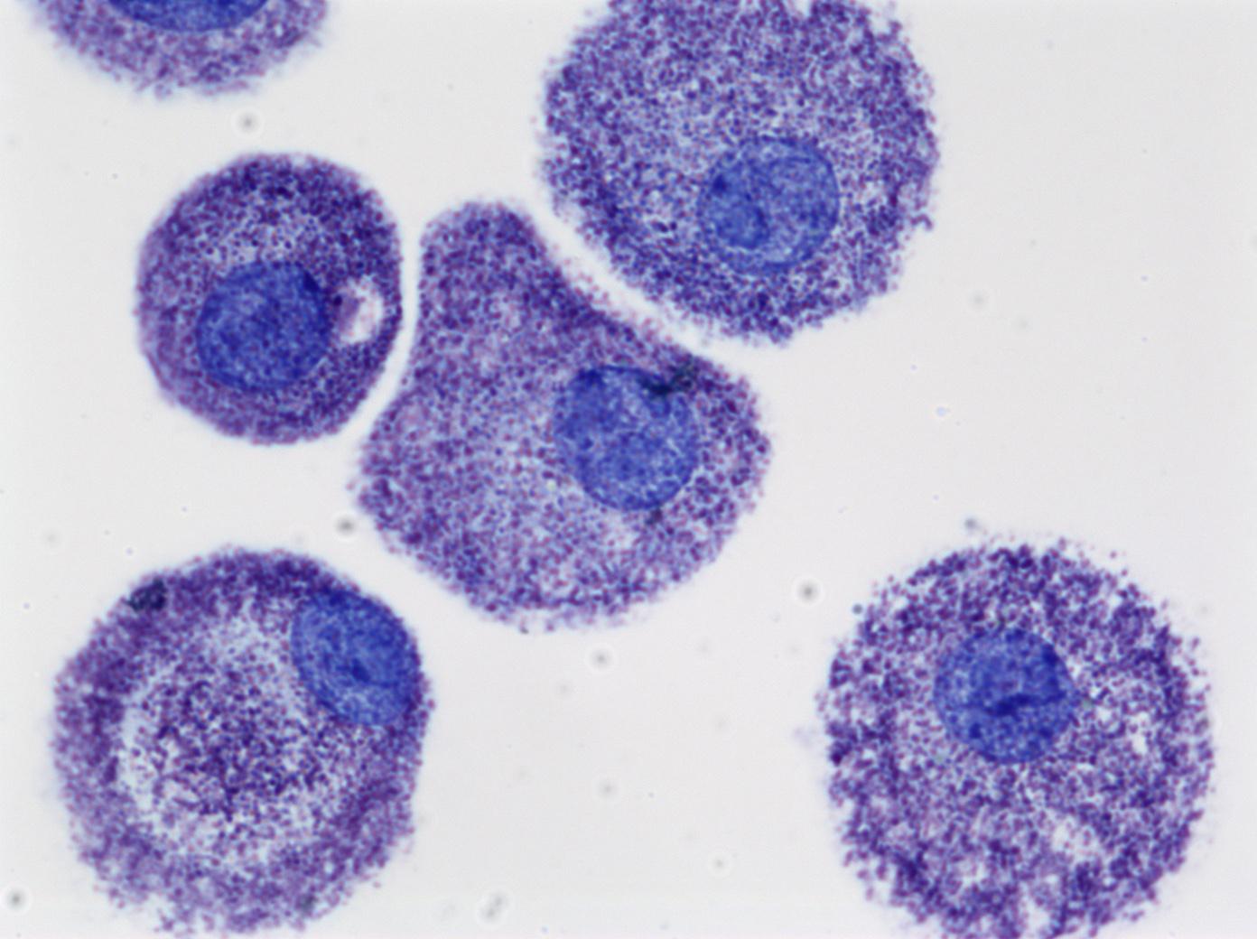 Cultured human mast cells