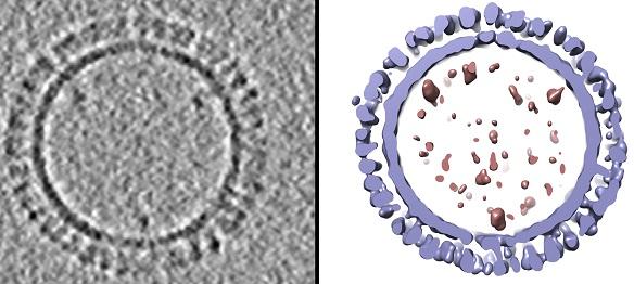 On the left is a 1918 H1 influenza virus-like particle (VLP) as seen by cryo-electron microscopy. On the right is the same VLP rendered in 3D with structural components computationally segmented and colored