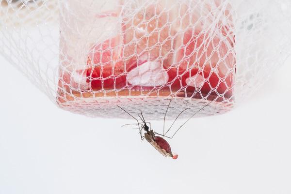 An Anopheles mosquito taking a bloodmeal.