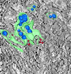 Reconstructed electron tomogram depicting endoplasmic reticulum (green), viral induced vesicles (blue), and virions (red) in Vero cells infected for 40 hours with a tickborne flavivirus. 