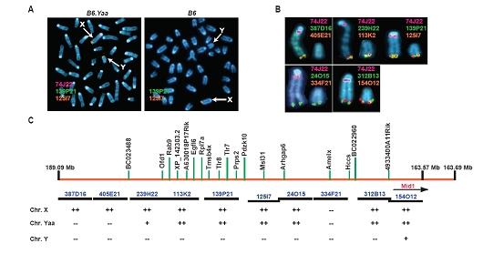 A. FISH analysis of mouse embryonic fibroblasts reveals that the Tlr7 gene (green) is found on both X and Y chromosomes of Yaa mutant mice but only on the X in wildtype B6 animals. B-C. Close-up and scheme showing the presence of a 4-Mb X chromosome inter