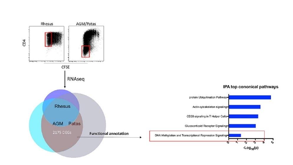 Imagre showing the comparative assessment of genes uniquely differentially expressed in AGM T cells induced to down-regulate CD4 in vitro.