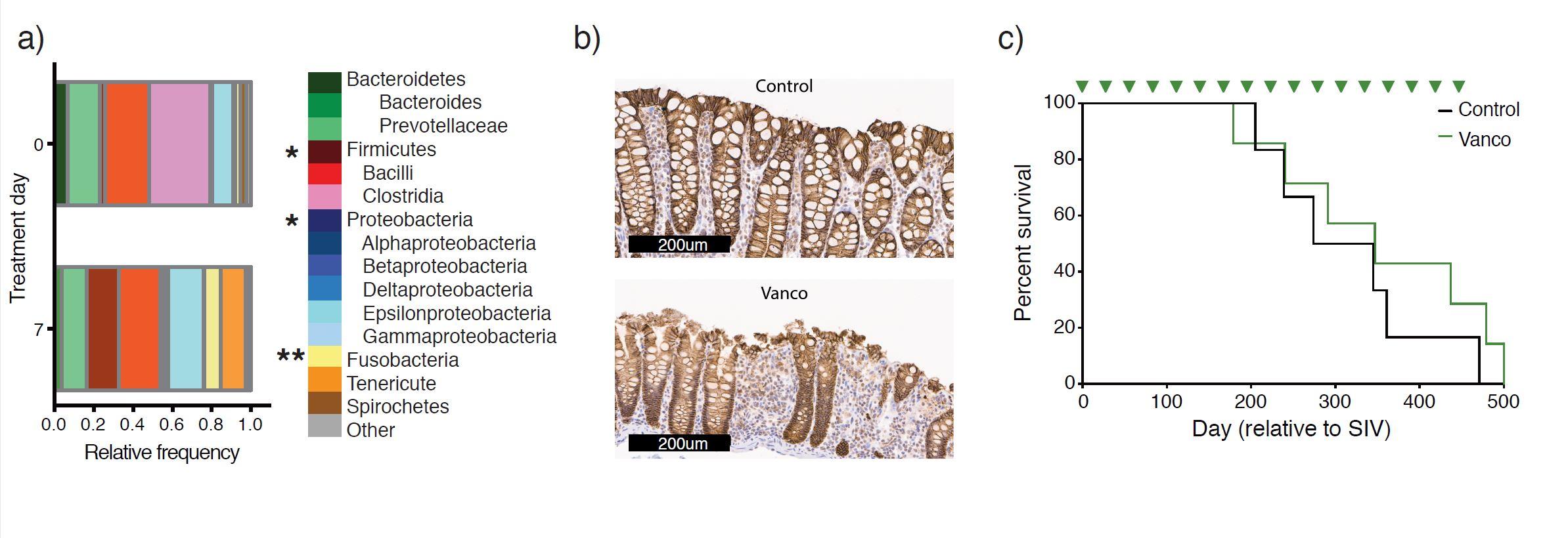 Images of vancomycin treatment results. Full description provided in the image caption.