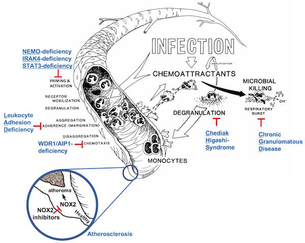 The various diseases of monocytes and neutrophils studied by the Clinical Pathophysiology Section